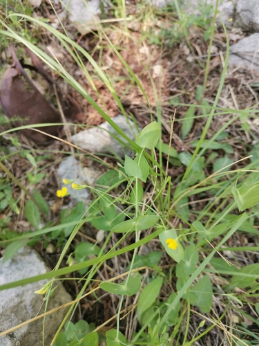 hrachor bezlistý (Lathyrus aphaca)