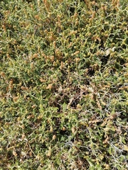 Sarcopoterium