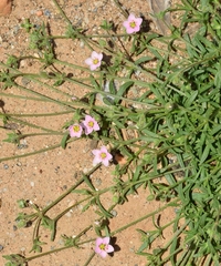 Rhodalsine geniculata