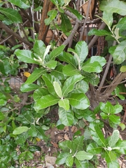 Brachylaena discolor