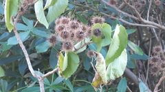 Entelea arborescens