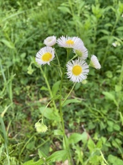 Erigeron