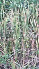 Typha orientalis
