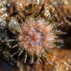Psammechinus miliaris