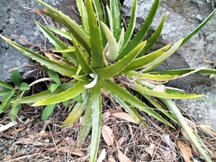 Dyckia distachya