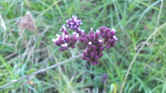 Verbena