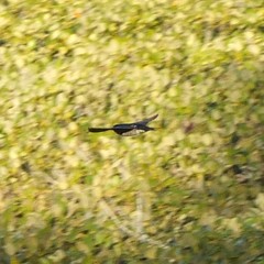 Hirundo neoxena neoxena