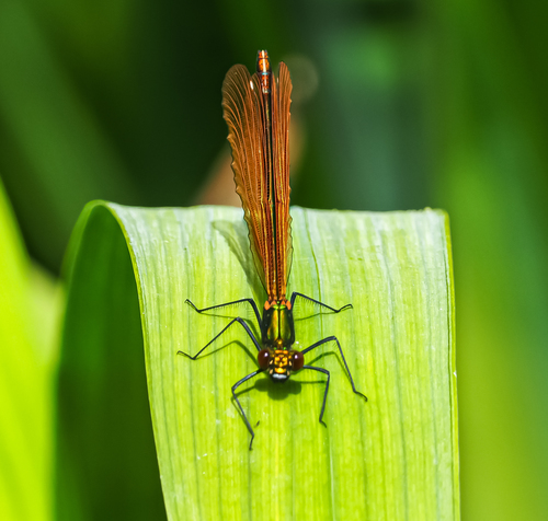 Calopteryx virgo