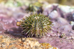 Psammechinus miliaris