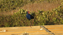 Porphyrio melanotus melanotus