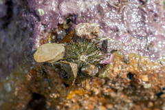 Psammechinus miliaris