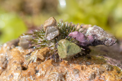 Psammechinus miliaris