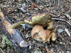 Boletus regineus