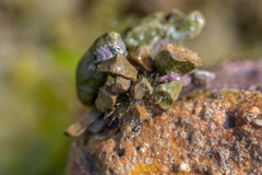 Psammechinus miliaris