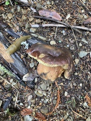 Boletus regineus