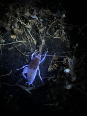 Ceuthophilus californianus