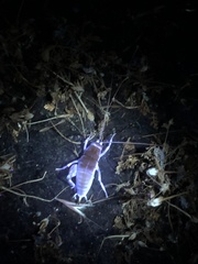 Ceuthophilus californianus