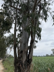 Eucalyptus