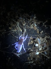 Ceuthophilus californianus