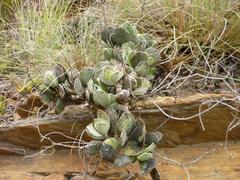 Adromischus maculatus