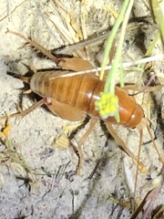 Ceuthophilus californianus