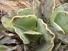 Adromischus maculatus