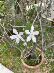 Wrightia antidysenterica