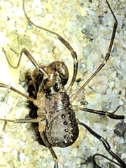 Protolophus singularis