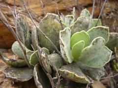 Adromischus maculatus