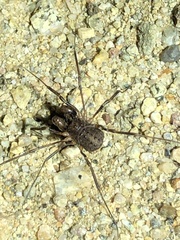 Protolophus singularis