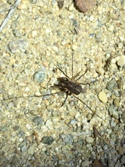 Protolophus singularis