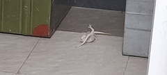 Hemidactylus leschenaultii