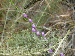 Sairocarpus vexillocalyculatus vexillocalyculatus