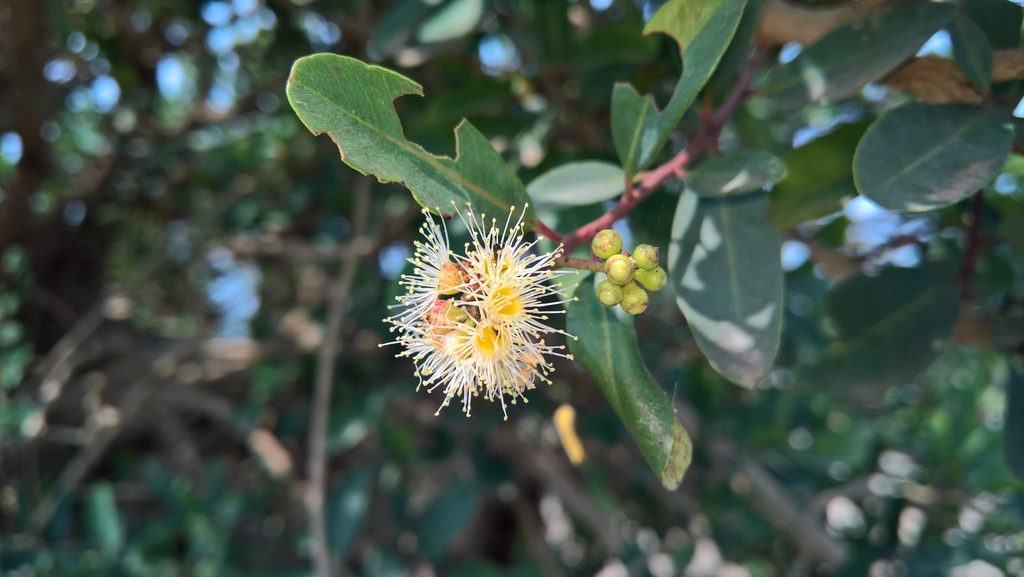 Syzygium thorelii (Syzygium thorelii)
