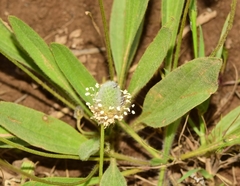Plantago lagopus