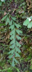 Asplenium gueinzianum