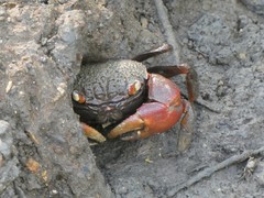 Neosarmatium australiense