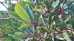 Syzygium thorelii