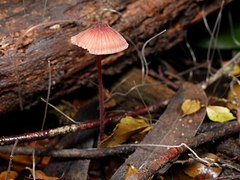 Mycena kuurkacea