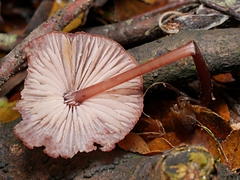 Mycena kuurkacea