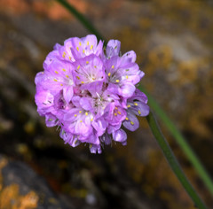 Armeria maritima elongata