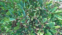 Syzygium thorelii