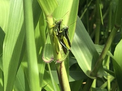 Acrididae
