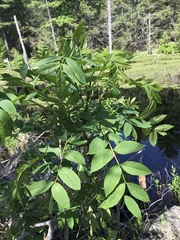 Toxicodendron vernix