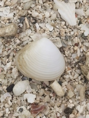 Mollusca