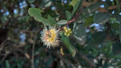 Syzygium thorelii