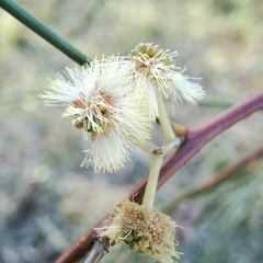 Acacia stenophylla