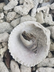 Mollusca
