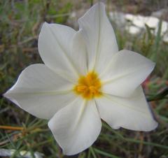 Moraea radians