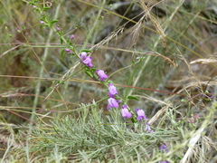 Sairocarpus vexillocalyculatus vexillocalyculatus